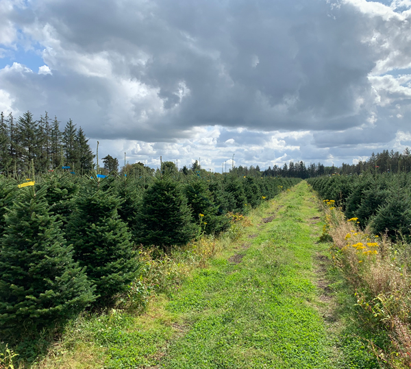 Kortegaard Christmas trees