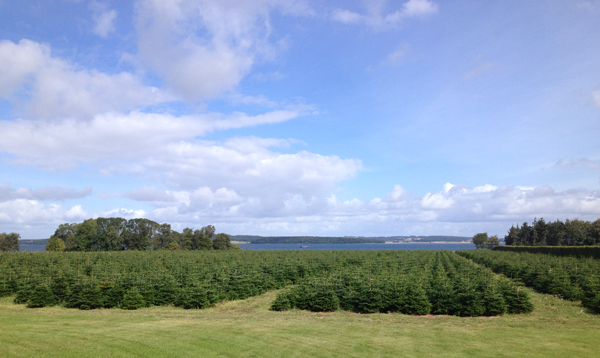 Kortegaard Christmas tree farm